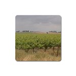 Vineyard Under the Clouds Magnet (Square)