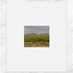 Vineyard Under the Clouds Canvas 8  x 10 
