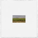 Vineyard Under the Clouds Canvas 12  x 12 