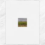 Vineyard Under the Clouds Canvas 12  x 16 