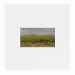 Vineyard Under the Clouds Glasses Cloth (Medium)