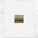 Vineyard Under the Clouds Canvas 11  x 14 