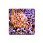  Purple Baby s Breath and Dried Orange Protea  by Ruth Edward Anderson - Magnet (Square)