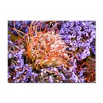  Purple Baby s Breath and Dried Orange Protea  by Ruth Edward Anderson - Sticker A4 (10 pack)