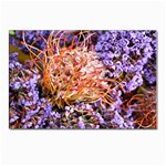  Purple Baby s Breath and Dried Orange Protea  by Ruth Edward Anderson - Postcard 4  x 6 