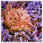  Purple Baby s Breath and Dried Orange Protea  by Ruth Edward Anderson - Canvas 16  x 16 
