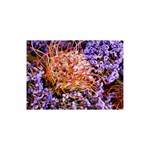  Purple Baby s Breath and Dried Orange Protea  by Ruth Edward Anderson - 5  x 7  Desktop Photo Plaque 