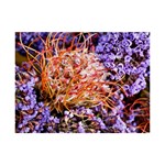  Purple Baby s Breath and Dried Orange Protea  by Ruth Edward Anderson - 6  x 8  Desktop Photo Plaque 