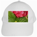 Pink Geranium - Ruth E Anderson -  White Cap