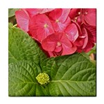 Pink Geranium - Ruth E Anderson -  Tile Coaster