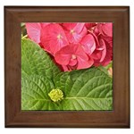 Pink Geranium - Ruth E Anderson -  Framed Tile