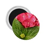 Pink Geranium - Ruth E Anderson -  2.25  Magnet