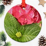 Pink Geranium - Ruth E Anderson -  Ornament (Round)