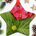 Pink Geranium - Ruth E Anderson -  Ornament (Star)