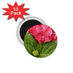 Pink Geranium - Ruth E Anderson -  1.75  Magnet (10 pack) 