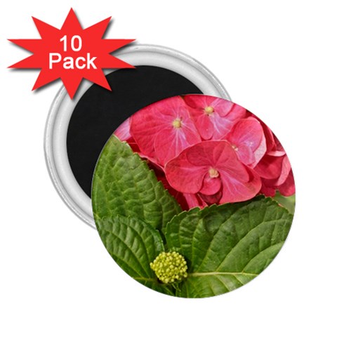 Pink Geranium Front