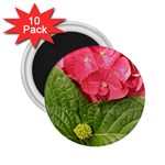 Pink Geranium - Ruth E Anderson -  2.25  Magnet (10 pack)