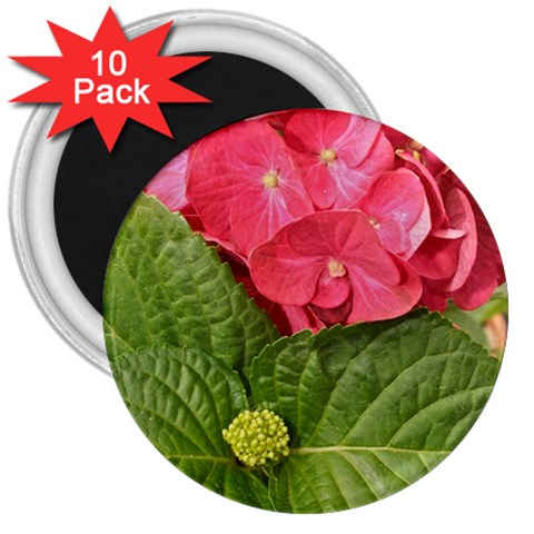 Pink Geranium Front