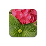 Pink Geranium - Ruth E Anderson -  Rubber Coaster (Square)