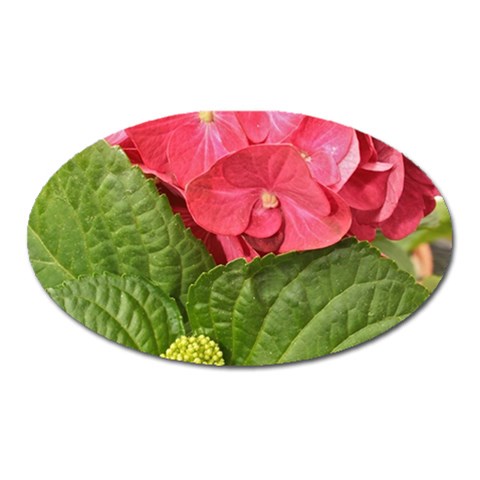 Pink Geranium Front