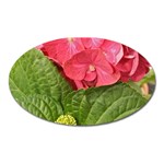 Pink Geranium - Ruth E Anderson -  Magnet (Oval)
