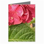 Pink Geranium - Ruth E Anderson -  Greeting Card