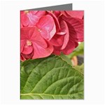 Pink Geranium - Ruth E Anderson -  Greeting Cards (Pkg of 8)