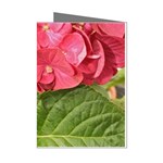 Pink Geranium - Ruth E Anderson -  Mini Greeting Cards (Pkg of 8)