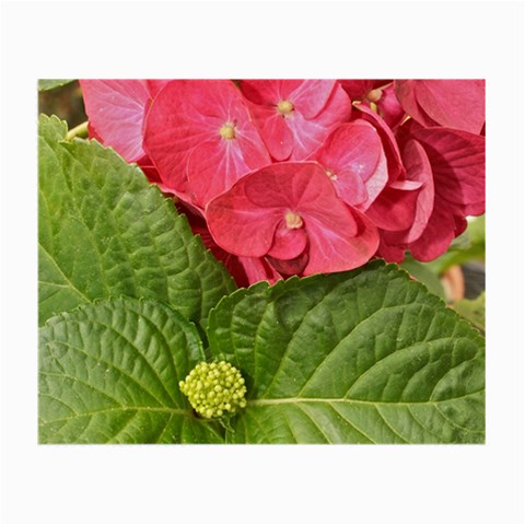 Pink Geranium Front