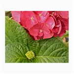 Pink Geranium - Ruth E Anderson -  Glasses Cloth (Small)