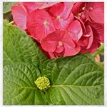 Pink Geranium - Ruth E Anderson -  Canvas 12  x 12 