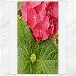 Pink Geranium - Ruth E Anderson -  Canvas 18  x 24 