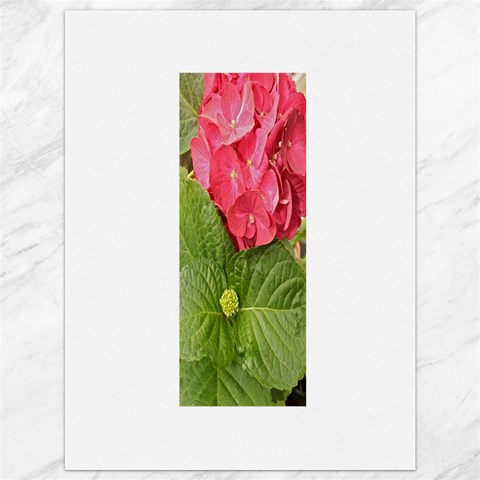 Pink Geranium 35.26 x46.15  Canvas - 1