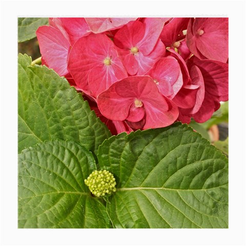 Pink Geranium Front