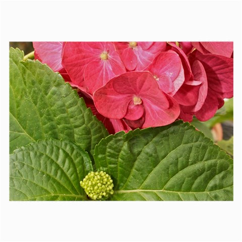 Pink Geranium Front