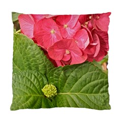 Pink Geranium Back