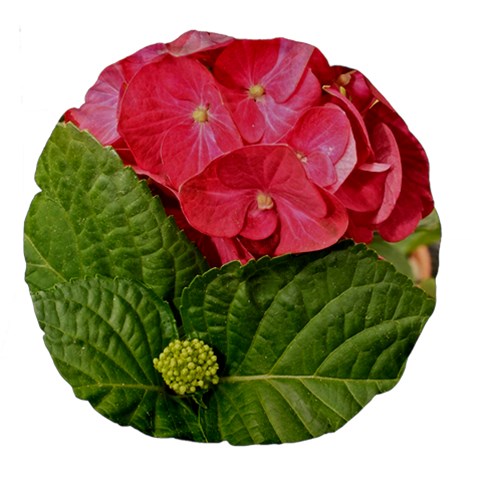 Pink Geranium Front
