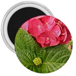 Pink Geranium - Ruth E Anderson -  3  Magnet