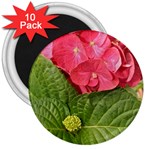 Pink Geranium - Ruth E Anderson -  3  Magnet (10 pack)