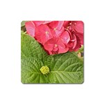 Pink Geranium - Ruth E Anderson -  Magnet (Square)