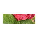 Pink Geranium - Ruth E Anderson -  Sticker Bumper (10 pack)