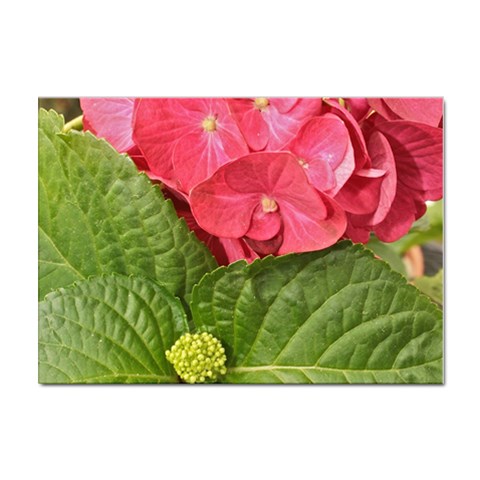 Pink Geranium Front