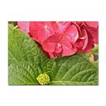Pink Geranium - Ruth E Anderson -  Sticker A4 (100 pack)