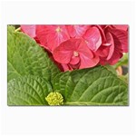 Pink Geranium - Ruth E Anderson -  Postcard 4  x 6 