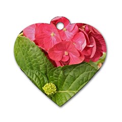 Pink Geranium Back