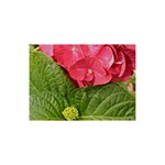 Pink Geranium - Ruth E Anderson -  5  x 7  Desktop Photo Plaque 