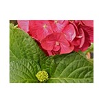 Pink Geranium - Ruth E Anderson -  6  x 8  Desktop Photo Plaque 