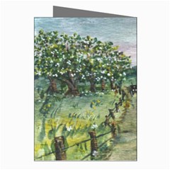 Amish Apple Blossoms Right