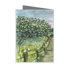 Amish Apple Blossoms Right