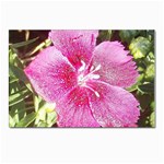 FH-009 - Fran Hoffpauir - Dianthus Postcard 4 x 6  (Pkg of 10)